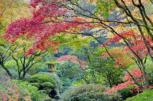 Biosphoto | 2512595 | Japanese Maple in autumnal colours, Portland Japanese Gardens, Portland, Oregon, USA. | &copy; Flowerphotos / Biosphoto