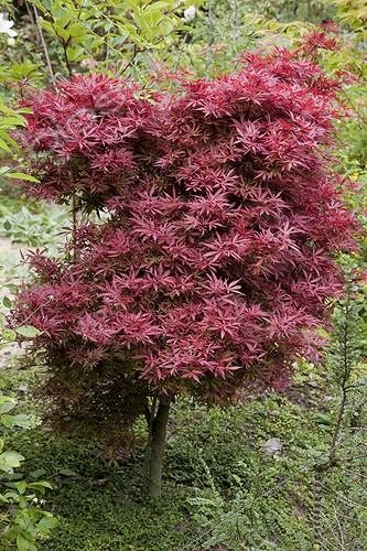 Biosphoto | 1181034 | Japanese maple 'Shaina' in a garden | &copy; NouN / Biosphoto