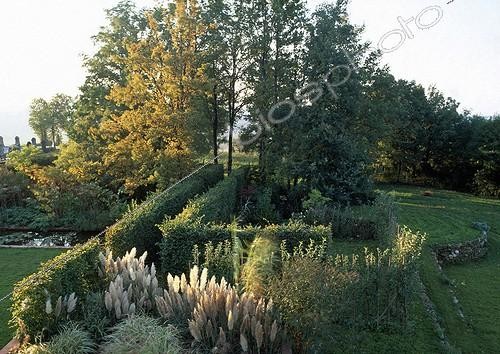 Biosphoto | 698850 | Japanese silver grass and pampas grass in a garden in autumn | &copy; Gilles Le Scanff & Joëlle-Caroline Mayer / Biosphoto