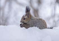 Biosphoto | 2601850 | Japanese squirrel (Sciurus lis) eating food amongst snow, Hokkaido, Japan | &copy; Frédéric Desmette / Biosphoto