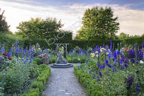 Biosphoto | 2121806 |  Jardin de l'amour courtois  avec carrés de Buis (Buxus sp) et Delphinium (Delphinium sp) et Rosiers (Rosa sp), Jardins du Pays d'Auge, Cambremer, Calvados, Normandie, France | &copy; Hervé Lenain / Biosphoto