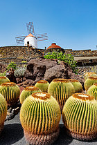 Biosphoto | 2608964 | Jardin de Cactus et plantes succulentes. Réhabilitation d'une ancienne carrière de roche volcanique, par César Manrique, architecte natif de l'île. Au premier plan, Coussin de belle mère (Echinocactus grusonii) originaire du Mexique, Lanzarote, Iles Canaries, Espagne, Europe | &copy; Sylvain Cordier / Biosphoto