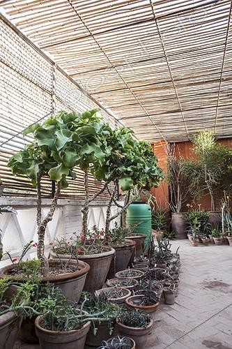 Biosphoto | 1975410 | Jardin exotique au Maroc ; Architectes paysagistes: Ossart et Maurières | &copy; Gilles Le Scanff & Joëlle-Caroline Mayer / Biosphoto