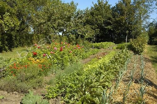 Biosphoto | 117551 | Jardin potager fleuri avec paillage d'été en juillet  | &copy; NouN / Biosphoto