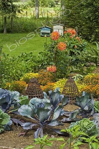 Biosphoto | 150633 | Jardin potager fleuri et ruches au Jardin d'Odile en été | &copy; Frédéric Didillon / Biosphoto