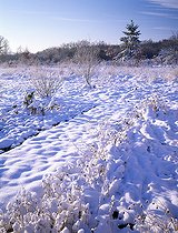 Biosphoto | 2143568 | Jardin potager sous la neige | &copy; Frédéric Didillon / Biosphoto