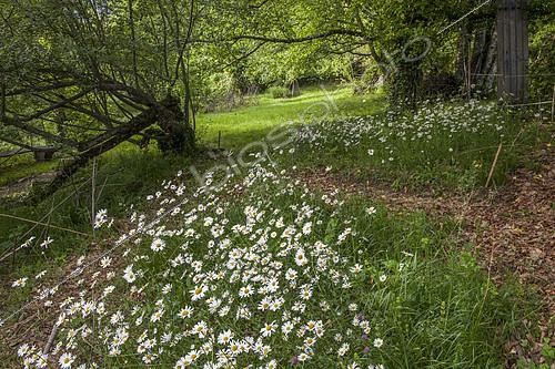 Biosphoto | 2082214 | Jardin privé sauvage, le coin des Marguerites | &copy; H. Curtis / Biosphoto