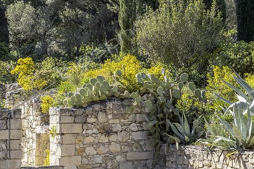 Biosphoto | 2557496 | Jardin sauvage méditerranéen en avril, Abbaye Saint-André, Villeneuve-lès-Avignon, Gard, France | &copy; Marie Aymerez / Biosphoto