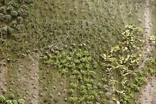Biosphoto | 113349 | Jardin vertical Avignon  France  ; un mois après sa plantation | &copy; Pierre Huguet-Dubief / Biosphoto