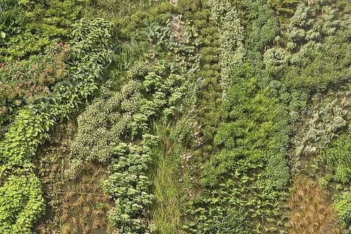 Biosphoto | 159225 | Jardin vertical Provence France juin ; réalisation de Patric Blanc sur la façade nord des Halles d'Avignon | &copy; Pierre Huguet-Dubief / Biosphoto