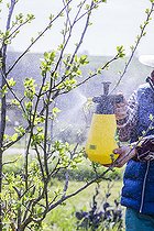 Biosphoto | 2452238 | Jardinier appliquant un traitement au pulvérisateur à main sur un prunier au stade du débourrement, en mars. | &copy; Jean-Michel Groult / Biosphoto