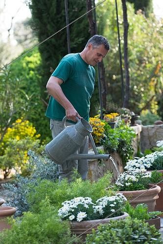 Biosphoto | 1900138 | Jardinier arrosant des Anthémis au jardin | &copy; Philippe Giraud / Biosphoto
