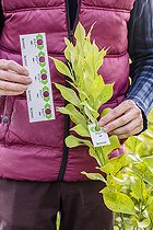 Biosphoto | 2452260 | Jardinier posant des plaquettes de nymphes d'Encarsia en lutte biologique contre les aleurodes, sur agrumes. | &copy; Jean-Michel Groult / Biosphoto