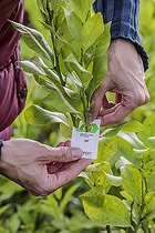Biosphoto | 2452261 | Jardinier posant des plaquettes de nymphes d'Encarsia en lutte biologique contre les aleurodes, sur agrumes. | &copy; Jean-Michel Groult / Biosphoto