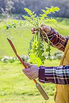 Biosphoto | 2452227 | Jardinier tenant une gouge : pour plantes à racines pivotantes comme le pissenlit. | &copy; Jean-Michel Groult / Biosphoto