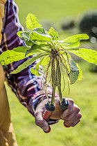 Biosphoto | 2452225 | Jardinier tenant une pince à désherber : pince à long bec courbé pour plantes à racines pivotantes comme le pissenlit et les endroits peu accessibles. | &copy; Jean-Michel Groult / Biosphoto