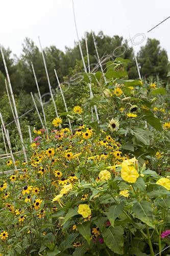 Biosphoto | 1200842 | Jardins ouvriers des Aygalades Marseille en été France | &copy; Philippe Giraud / Biosphoto