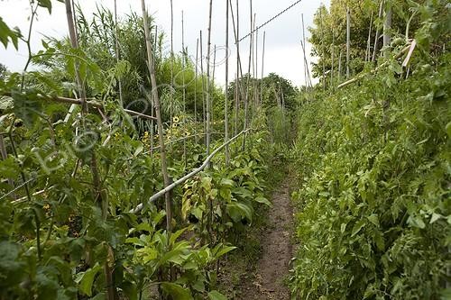 Biosphoto | 1200844 | Jardins ouvriers des Aygalades Marseille en été France | &copy; Philippe Giraud / Biosphoto