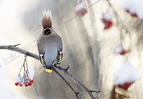 Biosphoto | 1158733 | Jaseur boréal sur une branche Kuusamo Finlande | &copy; Markus Varesvuo / Biosphoto