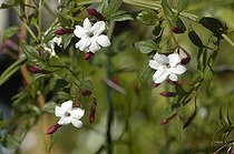 Biosphoto | 102572 | Jasmin blanc 'Inverleight' en fleur au printemps | &copy; NouN / Globe Planter / Biosphoto