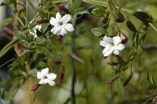 Biosphoto | 102572 | Jasmin blanc 'Inverleight' en fleur au printemps | &copy; NouN / Globe Planter / Biosphoto