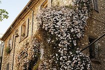 Biosphoto | 479217 | Jasmin blanc sur façade d'un restaurant place Godeau à Vence | &copy; Hervé Lenain / Biosphoto