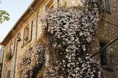 Biosphoto | 479217 | Jasmin blanc sur façade d'un restaurant place Godeau à Vence ; Deux pieds de 15 et 20 ans sur la façade d'un restaurant de la place Godeau | &copy; Hervé Lenain / Biosphoto