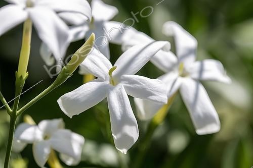 Biosphoto | 2519293 | Jasmin des Açores (Jasminum azoricum) | &copy; Marie Aymerez / Biosphoto