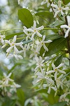 Biosphoto | 1249705 | Jasmin des Indes en fleur dans un jardin | &copy; Frédéric Didillon / Biosphoto
