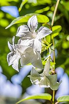 Biosphoto | 2546744 | Jasmin du Chili (Mandevilla laxa ou Mandevilla suaveolens), fleurs | &copy; Jean-Michel Groult / Biosphoto