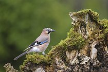 Biosphoto | 2601513 | Jay (Garrulus glandarius) on a stump, Iraty forest, Pyrenees, France | &copy; Emile Barbelette / Biosphoto
