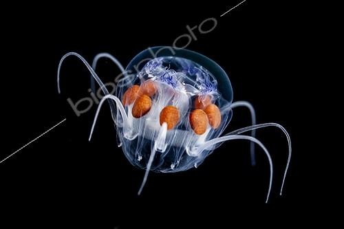 Biosphoto | 1623341 | Jellyfish at night Tahiti French Polynesia ; Size: 2 cm | &copy; Fabien Michenet / Biosphoto