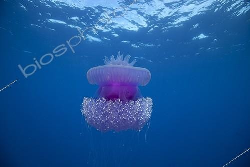 Biosphoto | 1622329 | Jellyfish drifting off Rangiroa Tuamotu  | &copy; Yves Lefèvre / Biosphoto