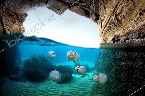 Biosphoto | 2104324 | Jellyfish (Rhizostoma pulmo) concentrated at the entrance of a half submerged structure of the Roman era, Tyrrhenian Sea, Miseno, Napoli, Italy | &copy; Pasquale Vassallo / Biosphoto