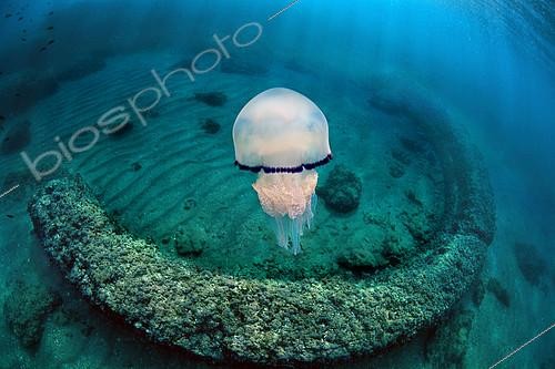 Biosphoto | 2104330 | Jellyfish (Rhizostoma pulmo) out of a fishpond, Underwater archaelogy park of Baiae | &copy; Pasquale Vassallo / Biosphoto