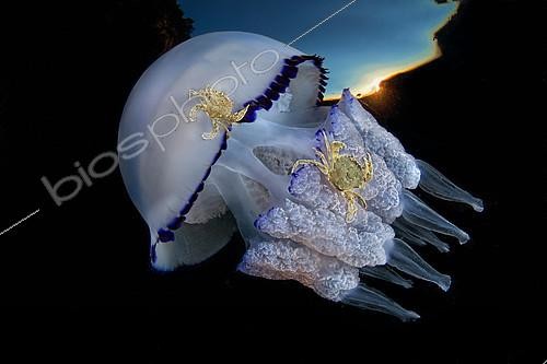 Biosphoto | 2104331 | Jellyfish (Rhizostoma pulmo) with a couple of crabs (Liocarcinus vernalis), Gulf of Naples, Tyrrhenian Sea, Italia. When the jellyfish rub the sandy seabed, the crabs jump on it and get carried to different areas. Highly commanded UPY 2017 | &copy; Pasquale Vassallo / Biosphoto