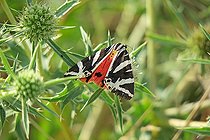 Biosphoto | 2582504 | Jersey Tiger (Euplagia quadripunctaria) on a Field eryngo (Eryngium campestre), at the edge of a path, in Châteauneuf in August, in the Côte-d'Or department, in the Bourgogne-Franche-Comté region. France | &copy; Yves Noto Campanella / Biosphoto