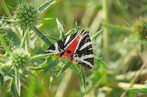 Biosphoto | 2582504 | Jersey Tiger (Euplagia quadripunctaria) on a Field eryngo (Eryngium campestre), at the edge of a path, in Châteauneuf in August, in the Côte-d'Or department, in the Bourgogne-Franche-Comté region. France | &copy; Yves Noto Campanella / Biosphoto