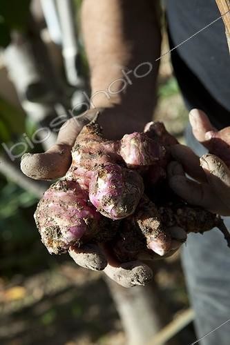 Biosphoto | 1200011 | Jerusalem artichokes Gardens Aygalades workers in Marseille | &copy; Philippe Giraud / Biosphoto