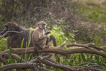 Biosphoto | 2601761 | Jeune Babouin chacma (Papio hamadryas ursinus), Namibie, Afrique | &copy; Alain Roux / Biosphoto