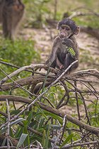 Biosphoto | 2601760 | Jeune Babouin chacma (Papio hamadryas ursinus) en train de manger une pousse, Namibie, Afrique | &copy; Alain Roux / Biosphoto