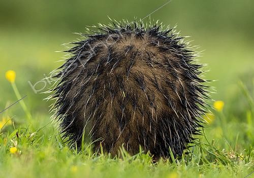 Biosphoto | 2601374 | Jeune Blaireau d'Eurasie (Meles meles) dans une prairie au coucher du soleil, Angleterre | &copy; Frédéric Desmette / Biosphoto