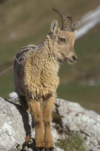Biosphoto | 29677 | Jeune Bouquetin des Alpes France | &copy; Hervé Chellé  / Biosphoto