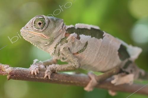 Biosphoto | 696187 | Jeune Caméléon casqué du Yémen en mue | &copy; Bruno Cavignaux / Biosphoto