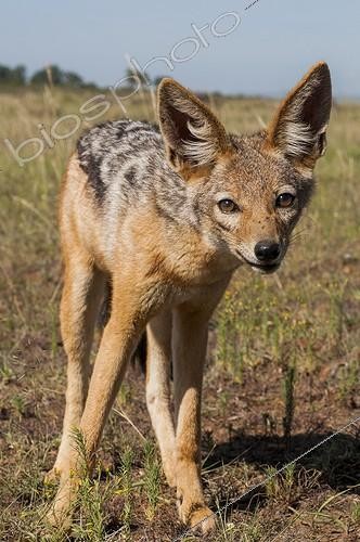 Biosphoto | 2068576 | Jeune Chacal à chabraque (Canis mesomelas) dans la savane, Masaï Mara, Kenya | &copy; Myriam Dupuis / Biosphoto