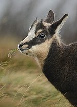 Biosphoto | 2081397 | Jeune chamois se nourrissant au sommet du Hohneck, dans les Vosges. | &copy; Adrien Wehrlé / Biosphoto