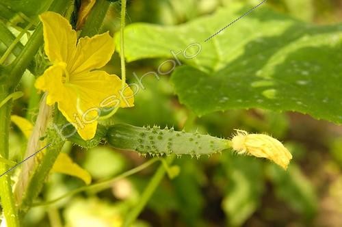 Biosphoto | 530112 | Jeune concombre et fleur au jardin potager | &copy; Claude Thouvenin / Biosphoto