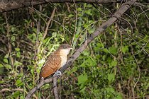 Biosphoto | 2601793 | Jeune Coucal du Sénégal (Centropus senegalensis) sur une branche, Namibie, Afrique | &copy; Alain Roux / Biosphoto