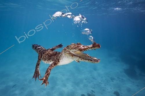 Biosphoto | 695612 | Jeune Crocodile marin expirant sous l'eau Australie ; C'est la plus grande espèce de Crocodiliens actuels avec des mâles atteignant 7 mètre de long. Présent en mer, dans les estuaires, fleuves et dans les lacs d'eau douce. | &copy; Reinhard Dirscherl / Biosphoto