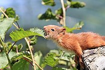 Biosphoto | 1127980 | Jeune Ecureuil roux mangeant des feuilles France | &copy; Sylvain Cordier / Biosphoto
